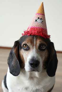 Party Animal Party Animal