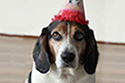 Party Animal